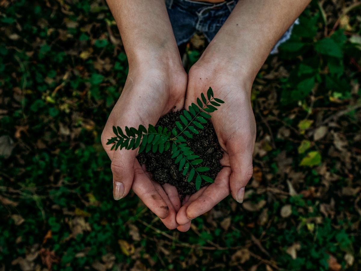 Hands holding a young green plant — natural care